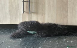 Toy Poodle dogs for sale: Toy poodle for sale - Image 1