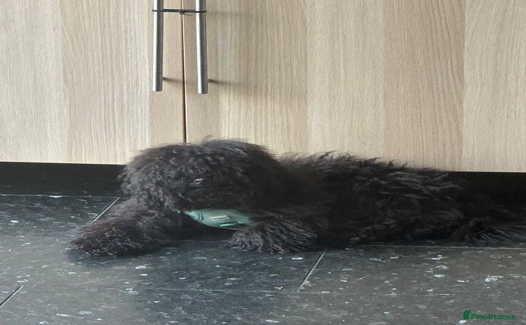 Toy Poodle dogs for sale - Advert 1