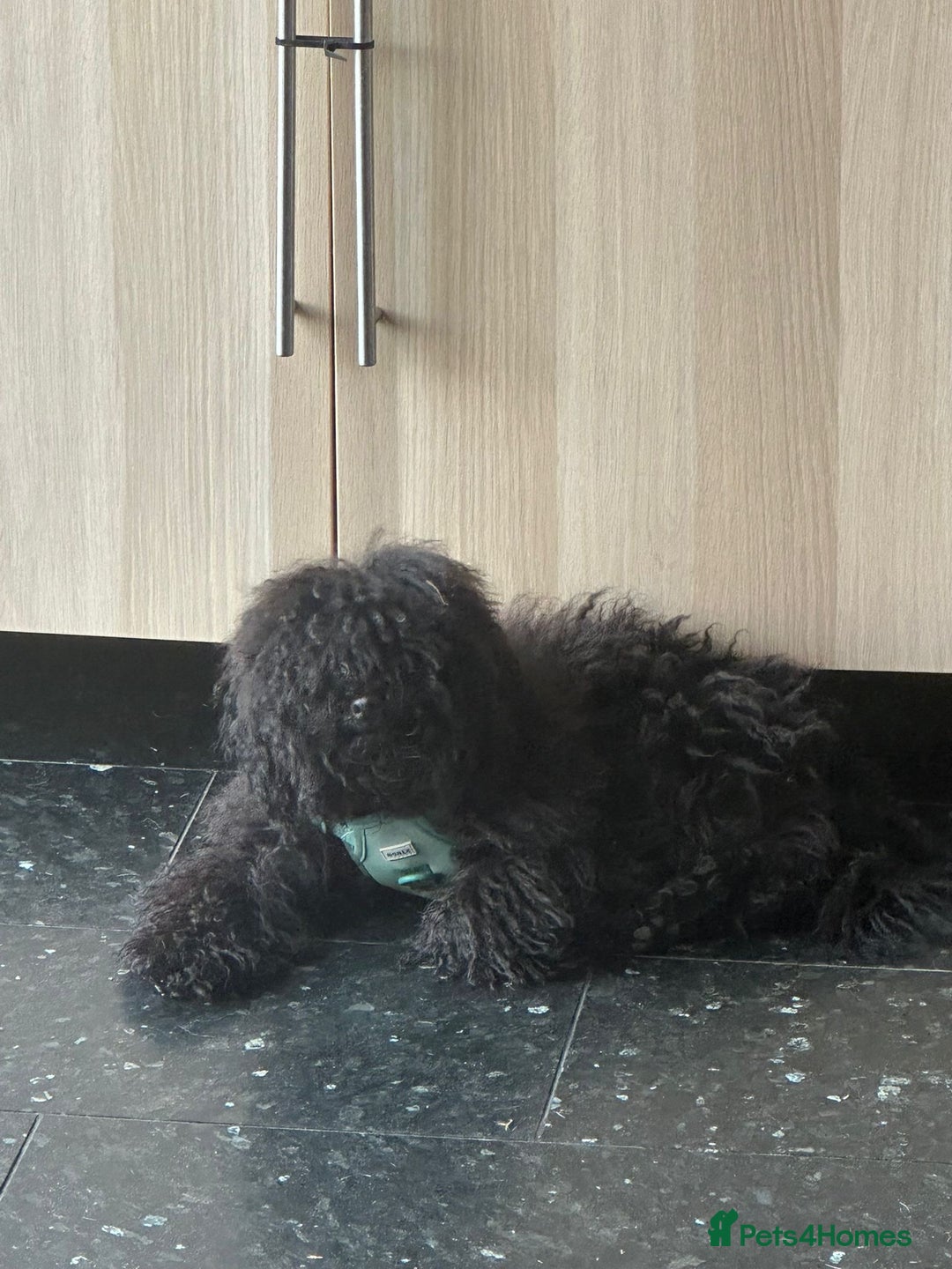 Toy Poodle dogs for sale: Toy poodle for sale - Image 1