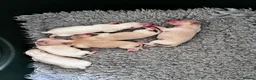 Italian Greyhound dogs for sale: Superb Quality ITALIAN GREYHOUND Puppies - Advert 6