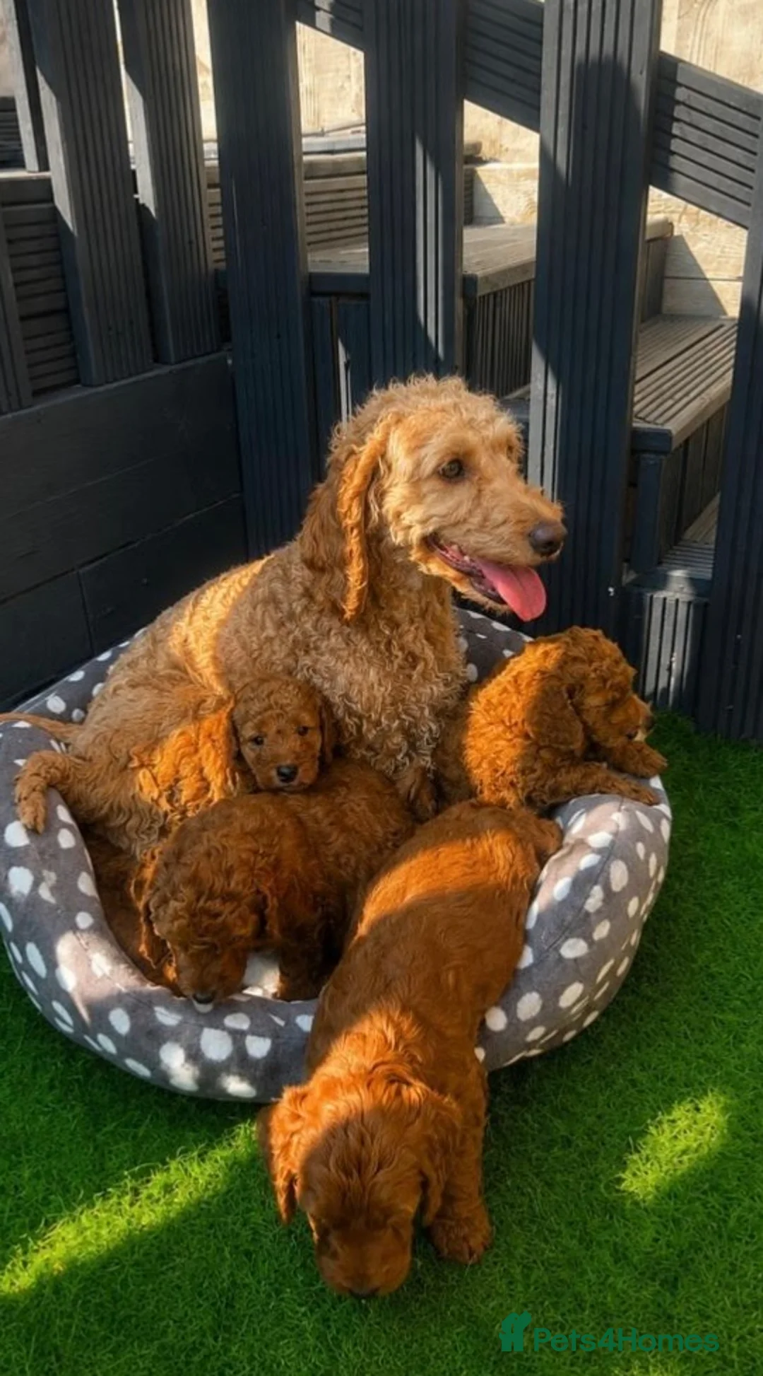 Cockapoo dogs for sale: 🐾 7 stunning F1B cockapoo pups 🐾 - Advert 1