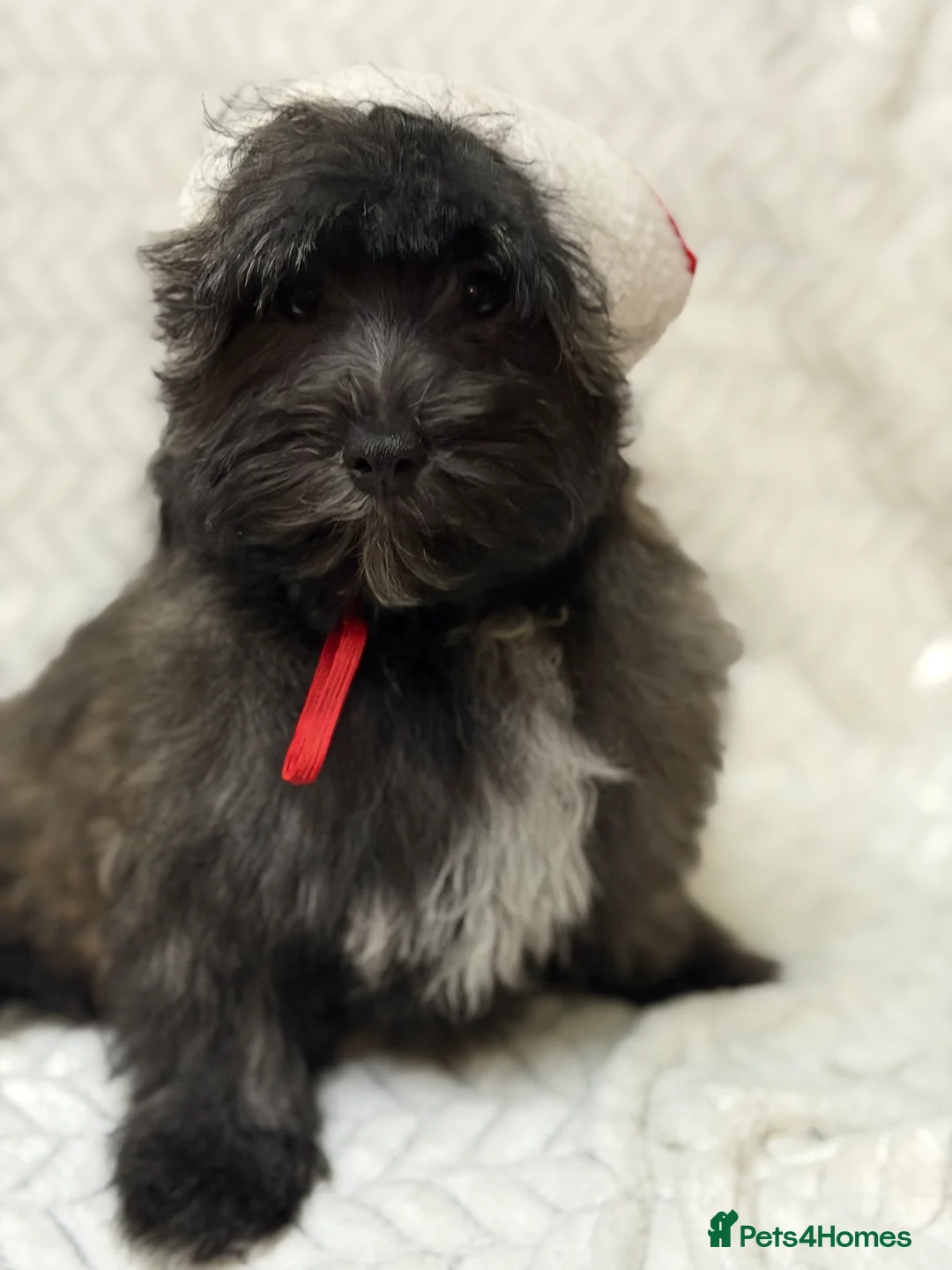 Mixed Breed dogs for sale: 🐾🐾 F1 Bb Maltipoo Puppies Boys and Girls 🐾🐾 - Advert 18