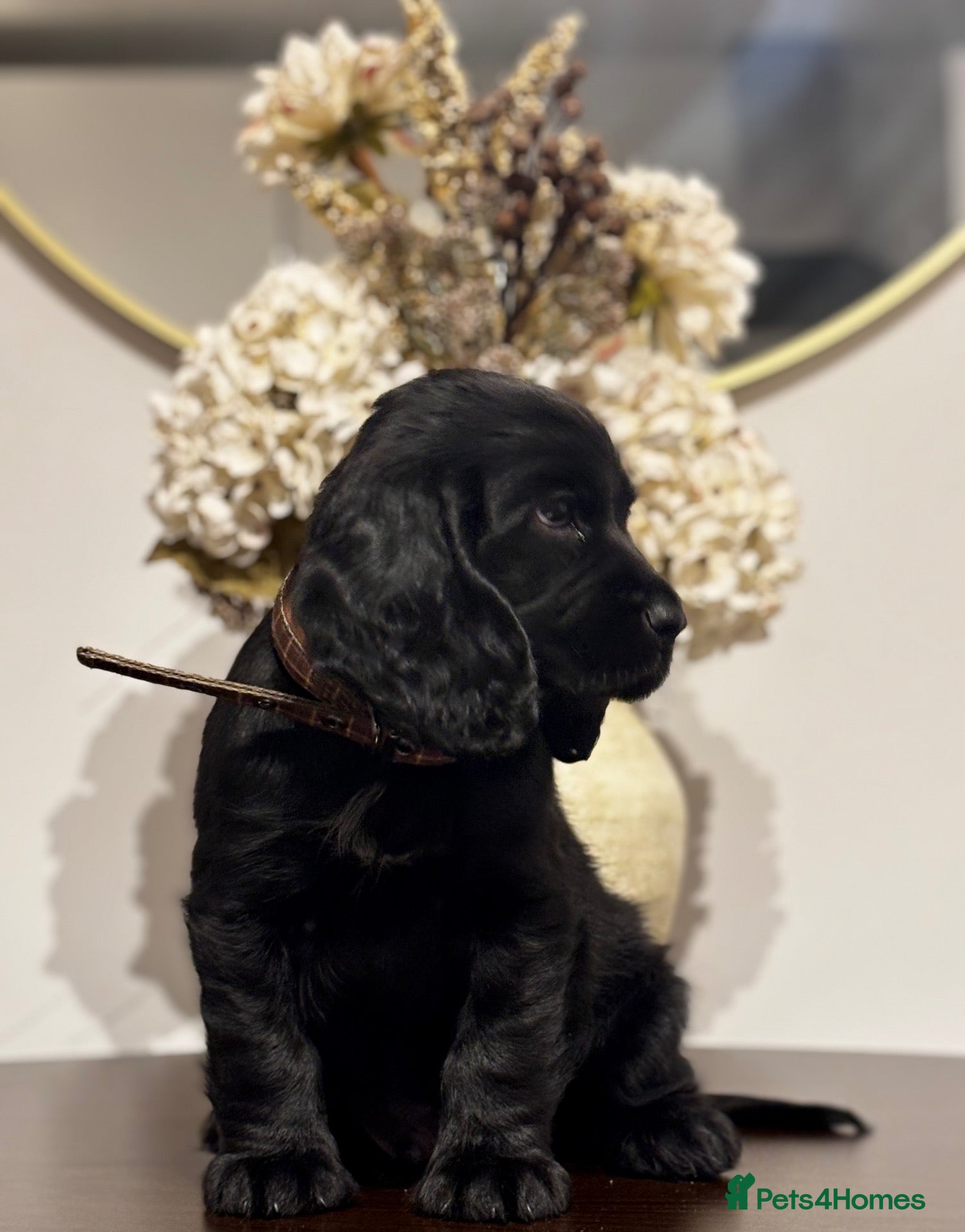Cocker Spaniel dogs for sale: Cocker Spaniel - Male - Black - Advert 18