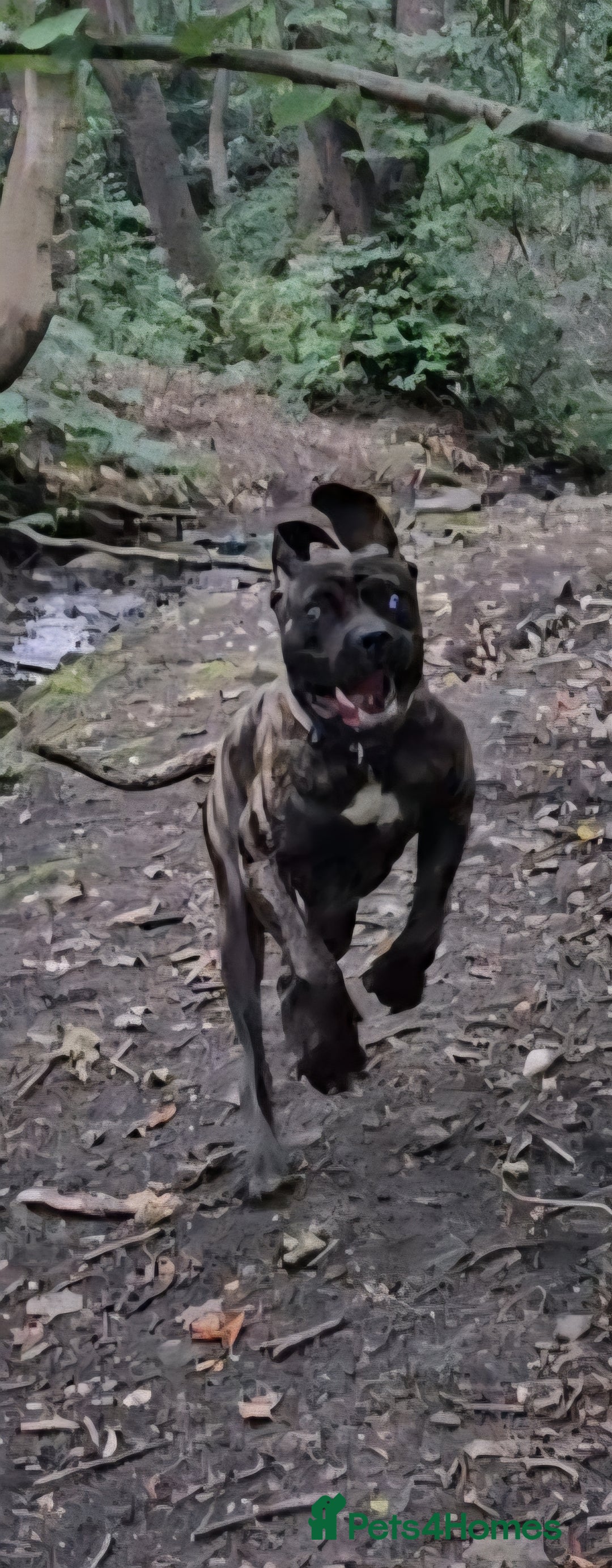Mixed Breed dogs for sale: Bruce Cano Corso x Presa Canaro x Norwegian Masiff - Image 1