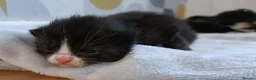 British Shorthair cats for sale: 5 beautiful kittens distinctive markings - Advert 26