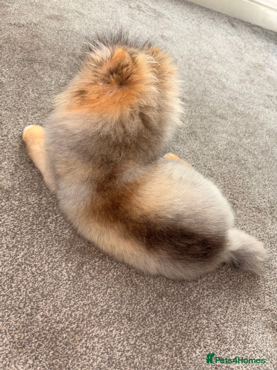 Pomeranian dogs for stud: 🐾 Handsome Pomeranian Stud – Meet Ice 🧊 - Image 3