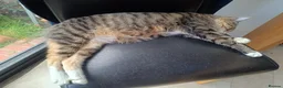 Mixed Breed cats for sale: Torbie girl for sale (5yrs) - Advert 4