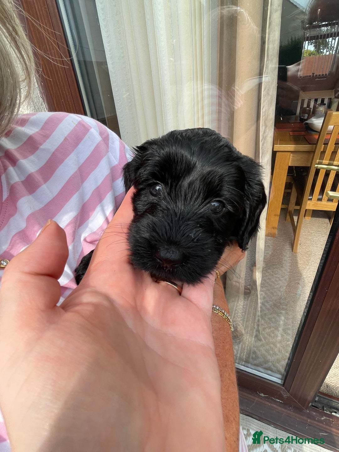 Sproodle dogs for sale: REDUCED 2 x Beautiful F2 Sproodle Girls VACCINATED - Image 33