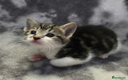Mixed Breed cats for sale: Mixed breed kittens - Image 3