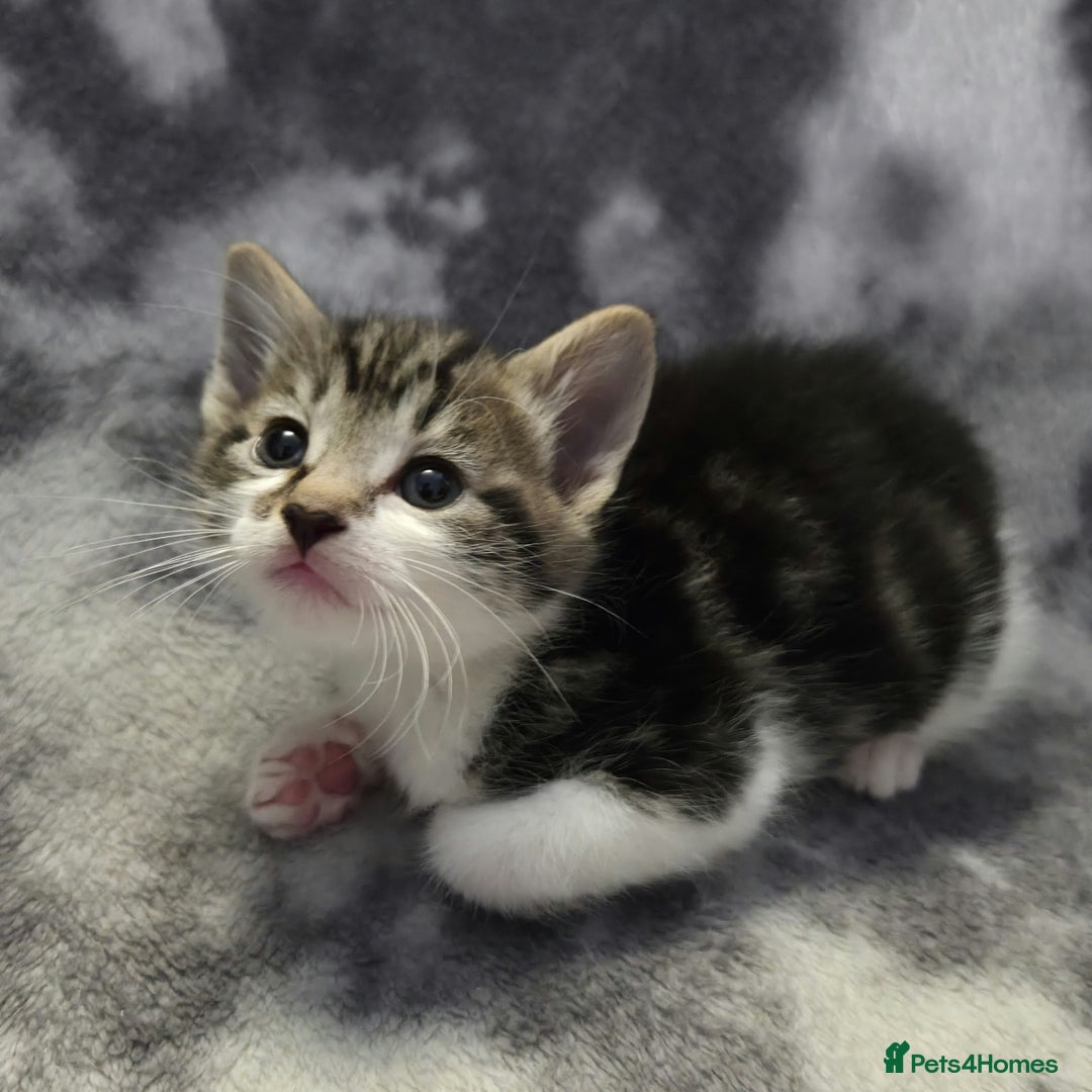 Mixed Breed cats for sale: Mixed breed kittens - Image 3