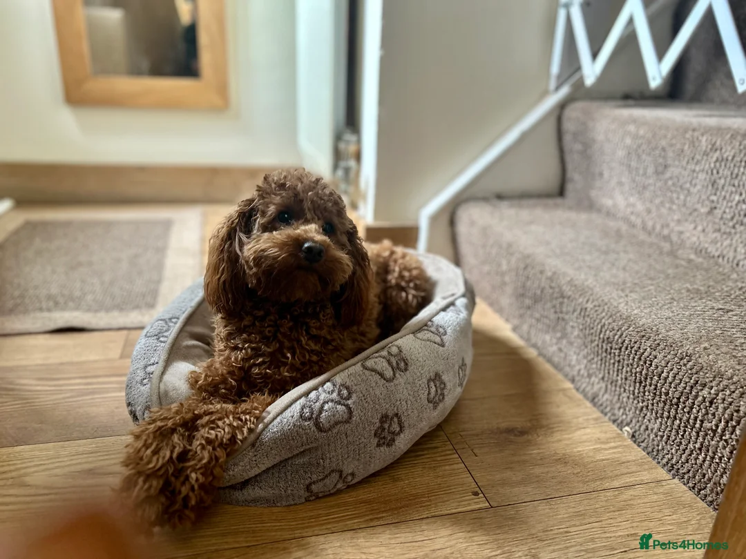 Toy Poodle dogs for stud: Kc health tested fox red Toy poodle for stud  - Advert 15