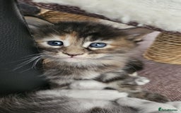 Maine Coon cats for sale: Maine Coon Kittens pedigree  in Boston - Image 5