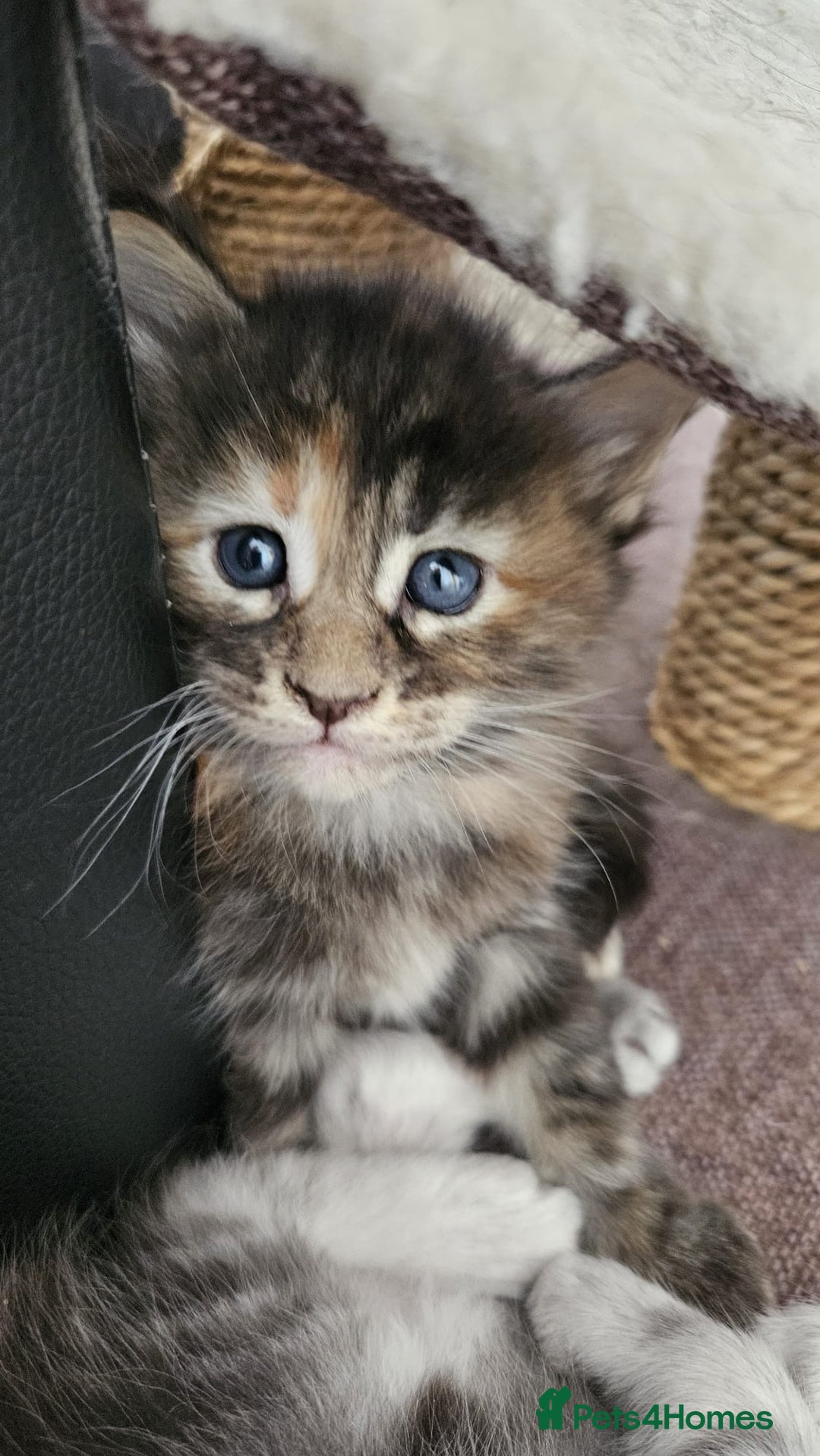 Maine Coon cats for sale: Maine Coon Kittens pedigree  in Boston - Image 5