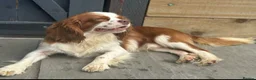 Cavalier King Charles Spaniel dogs for stud: Kennel club chocolate bleniham  - Advert 2