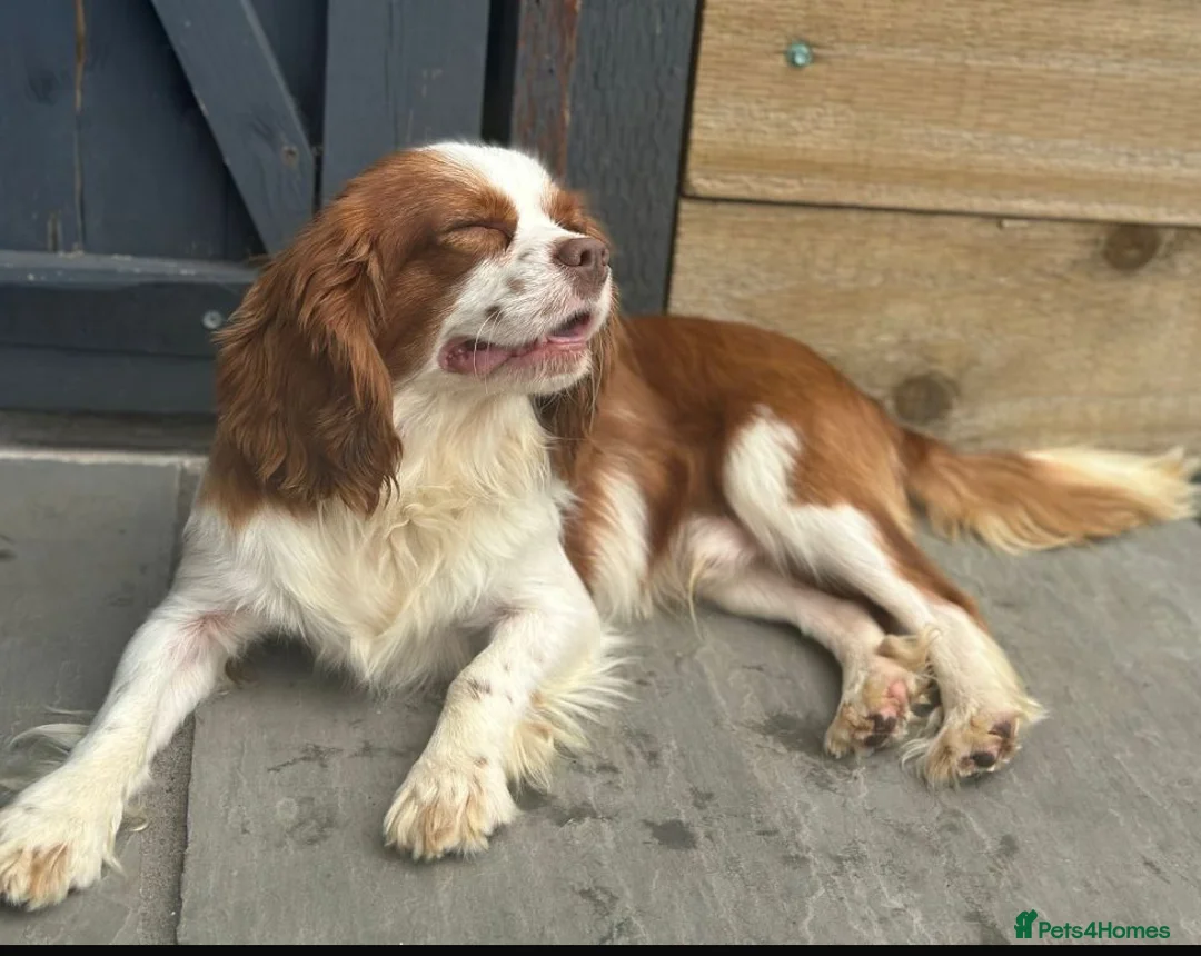 Cavalier King Charles Spaniel dogs for stud: Kennel club chocolate bleniham  - Advert 2