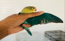 Lovebirds birds for sale: Beautiful lovebirds for sale. - Image 4