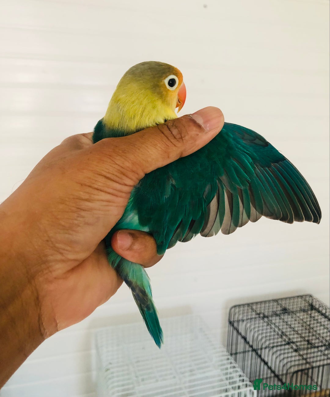 Lovebirds birds for sale: Beautiful lovebirds for sale. - Image 4