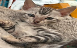 Bengal cats for sale: Bengal kittens ready now boys and girls  - Image 3
