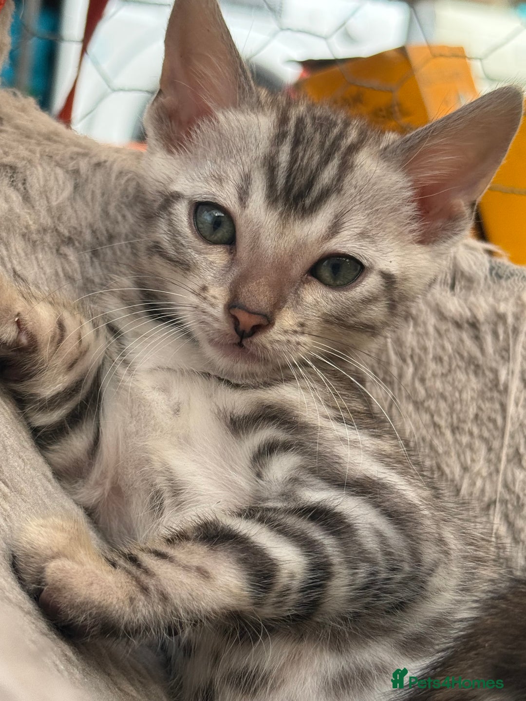 Bengal cats for sale: Bengal kittens ready now boys and girls  - Image 3