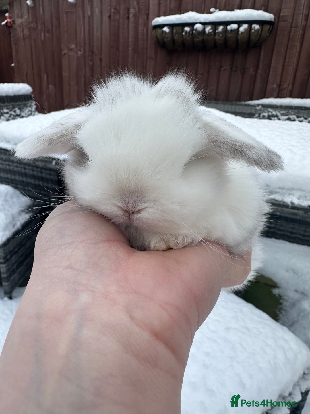 Mini Lop rabbits for sale: Stunning mini lop bunnies ready to reserve  - Advert 13