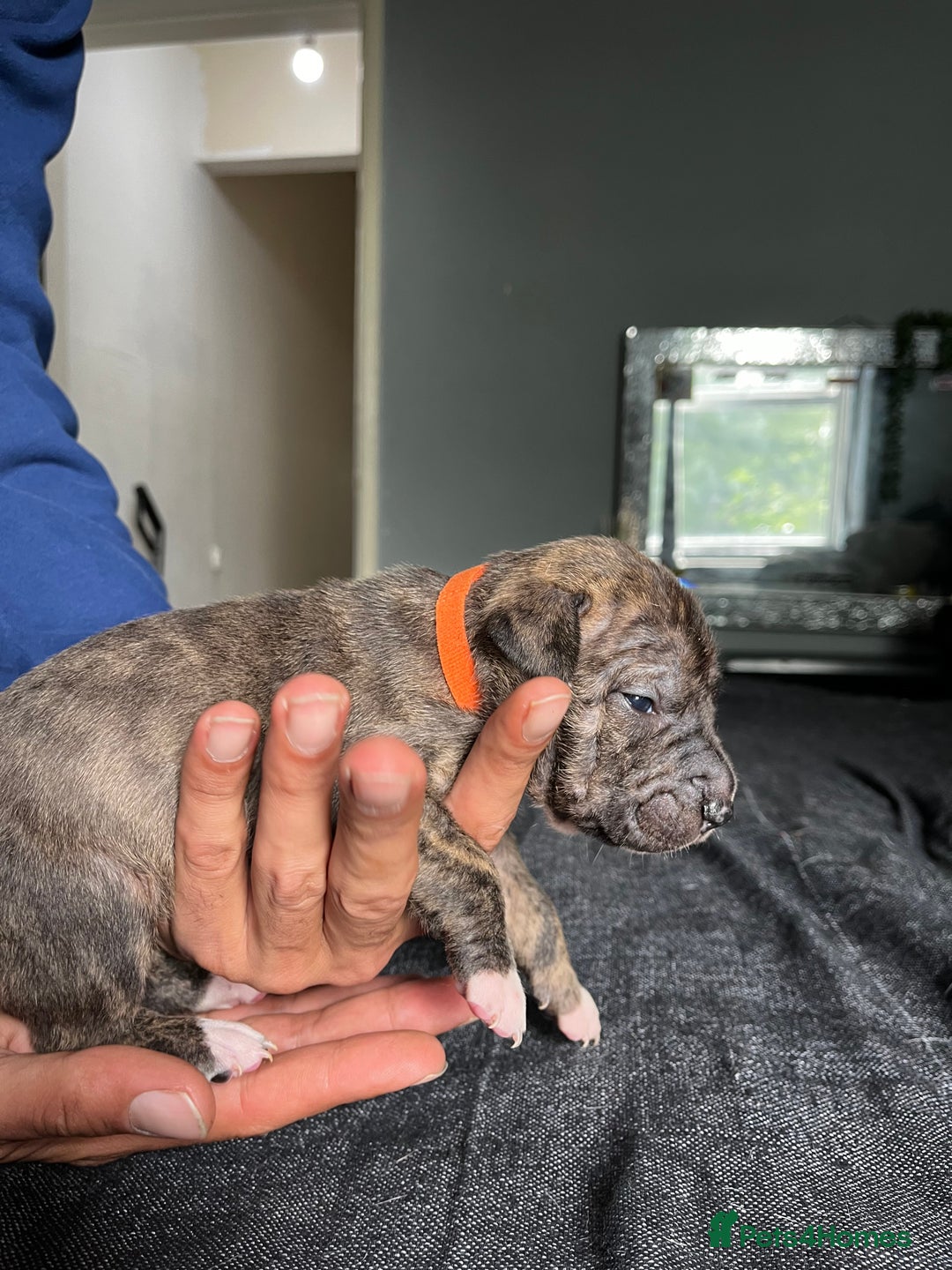 Mixed Breed dogs for sale: American bulldog staffy 🏡 - Image 24