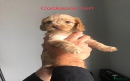 Cockapoo dogs for sale: Cockapoos and cocker spaniels  - Image 1