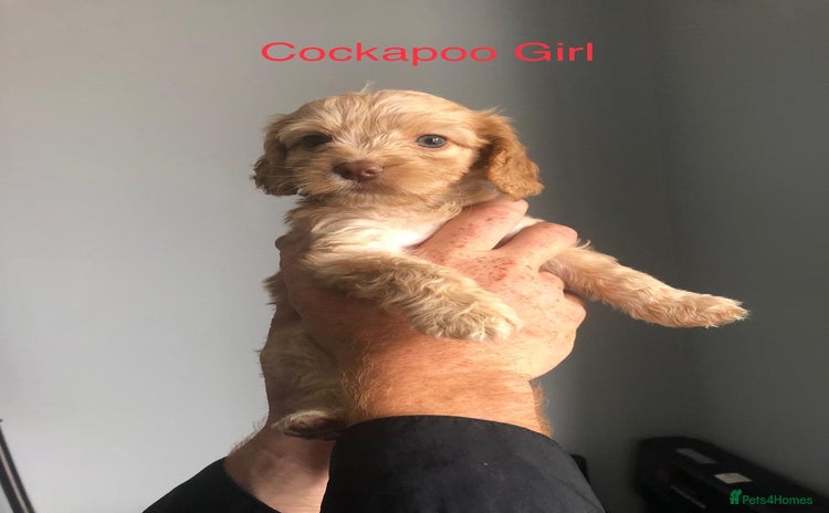 Cockapoo dogs - Advert 7