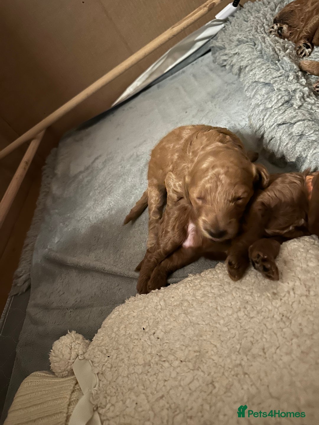 Miniature Poodle dogs for sale: Red Miniature Poodles  - Image 7