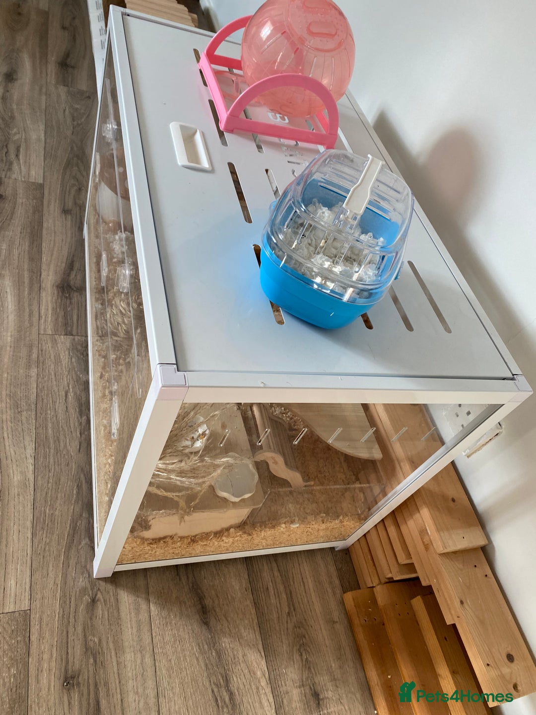 Hamster rodents for sale: Very friendly Russian hamster  - Advert 3