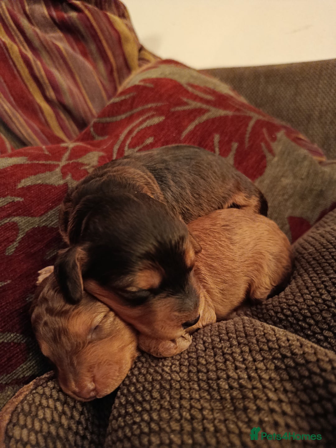 Cockapoo dogs for sale: F1b Cockapoos  - Advert 1