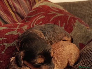 Cockapoo dogs F1b Cockapoos - Advert 1