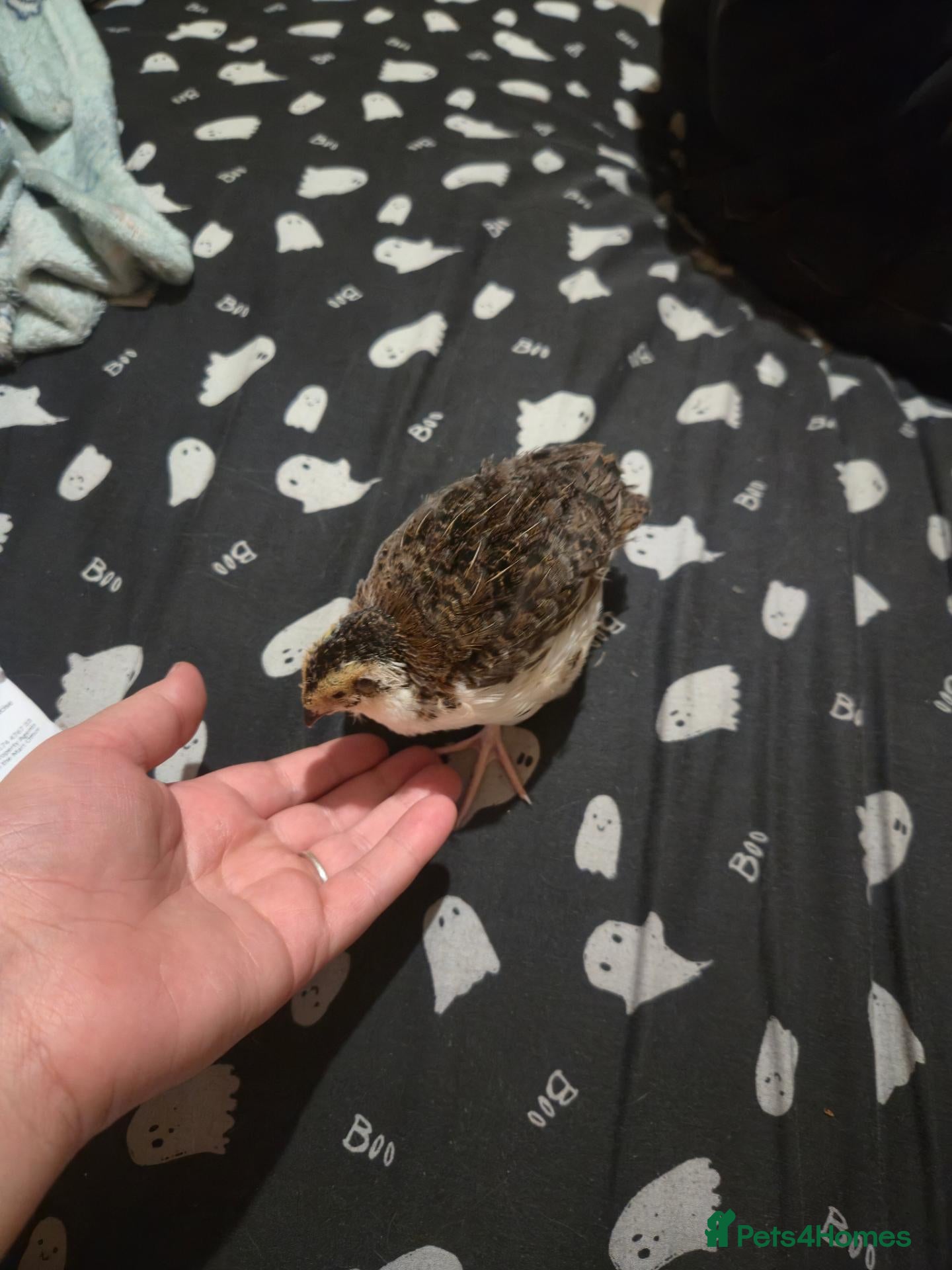 Quail poultry 3 qail for sale - Advert 8