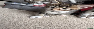 Tabby