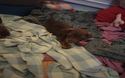 Dachshund dogs for sale: 4 lovely little sausage dogs  - Image 4