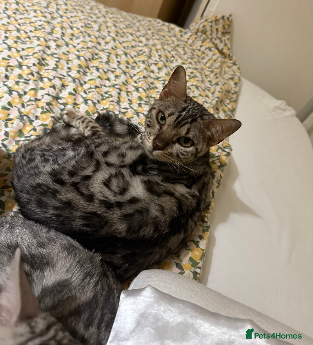 Bengal cats for sale: bengal cat looking for loving home - Advert 3