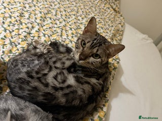 Bengal cats Rehoming my beautiful bengal cat - Advert 5