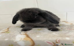 Mini Lop rabbits for sale: BEAUTIFUL MINI LOP BABIES READY NOW  - Image 4