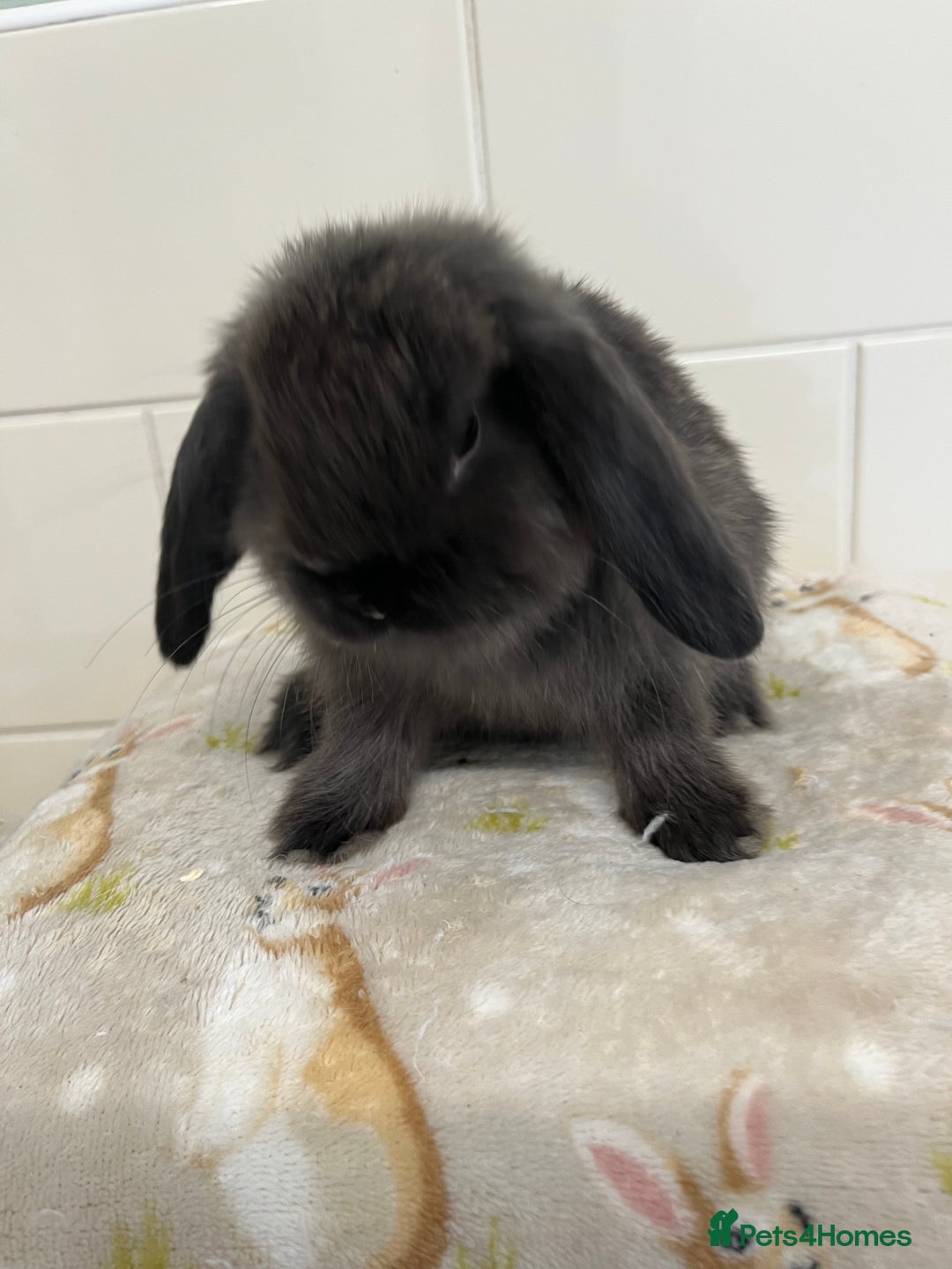 Mini Lop rabbits for sale: BEAUTIFUL MINI LOP BABIES READY NOW  - Image 4