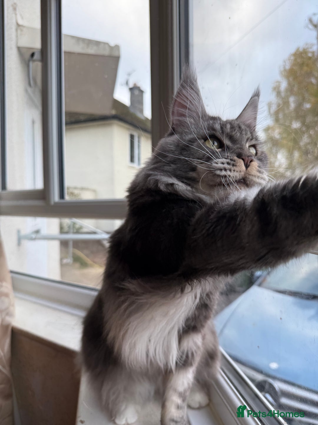 Maine Coon cats for sale: GCCF Pedigree Russian line Maine Coon - Advert 12