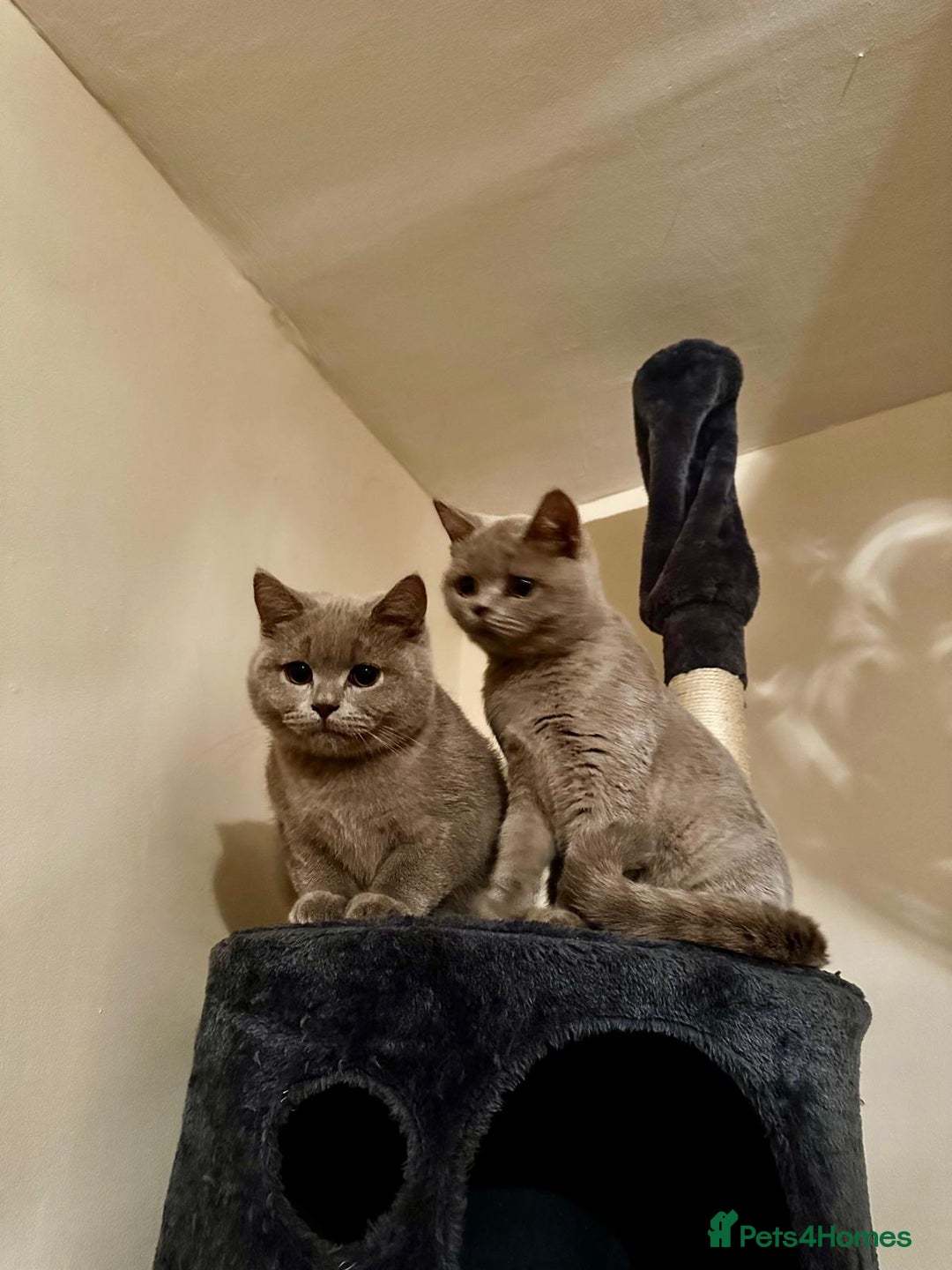 British Shorthair cats for sale: Looking for a Loving Home for 2 British Shorthairs - Image 7