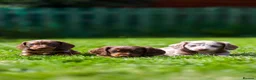 Miniature Dachshund dogs for sale: Miniature dachshunds boys and girls  - Advert 1
