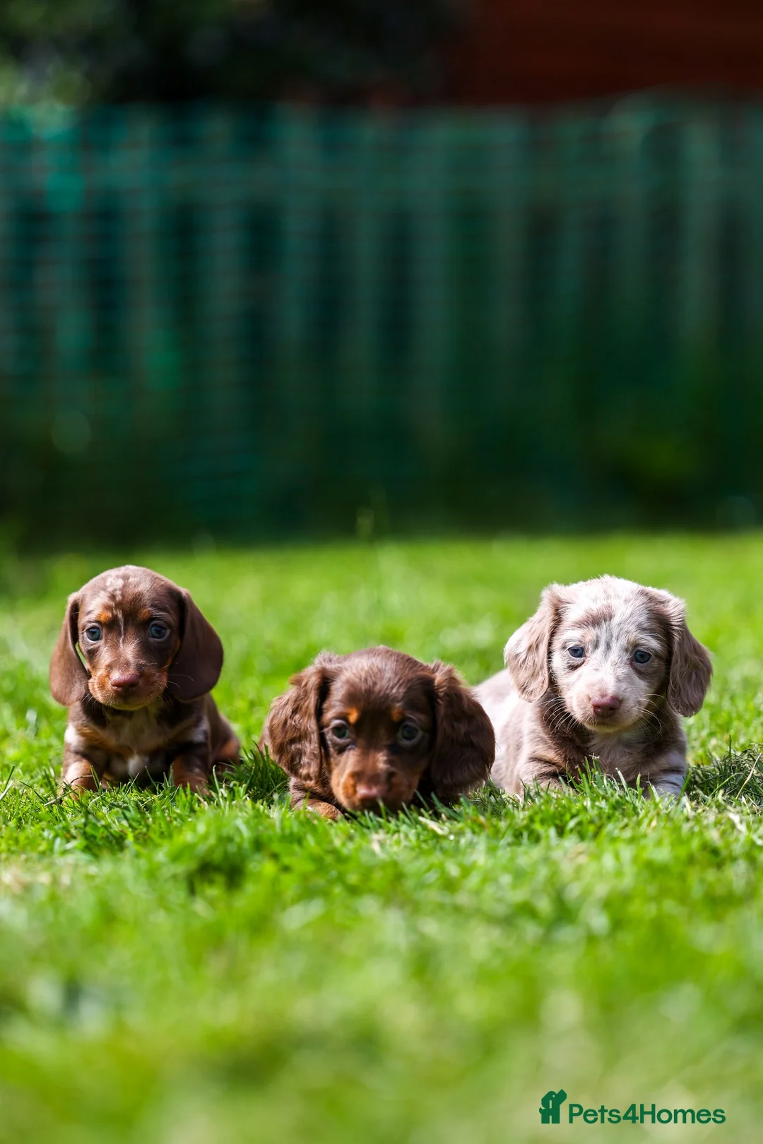 Miniature Dachshund dogs for sale: Miniature dachshunds boys and girls  - Advert 1