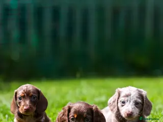 Miniature Dachshund dogs Miniature dachshunds 💖 - Advert 1