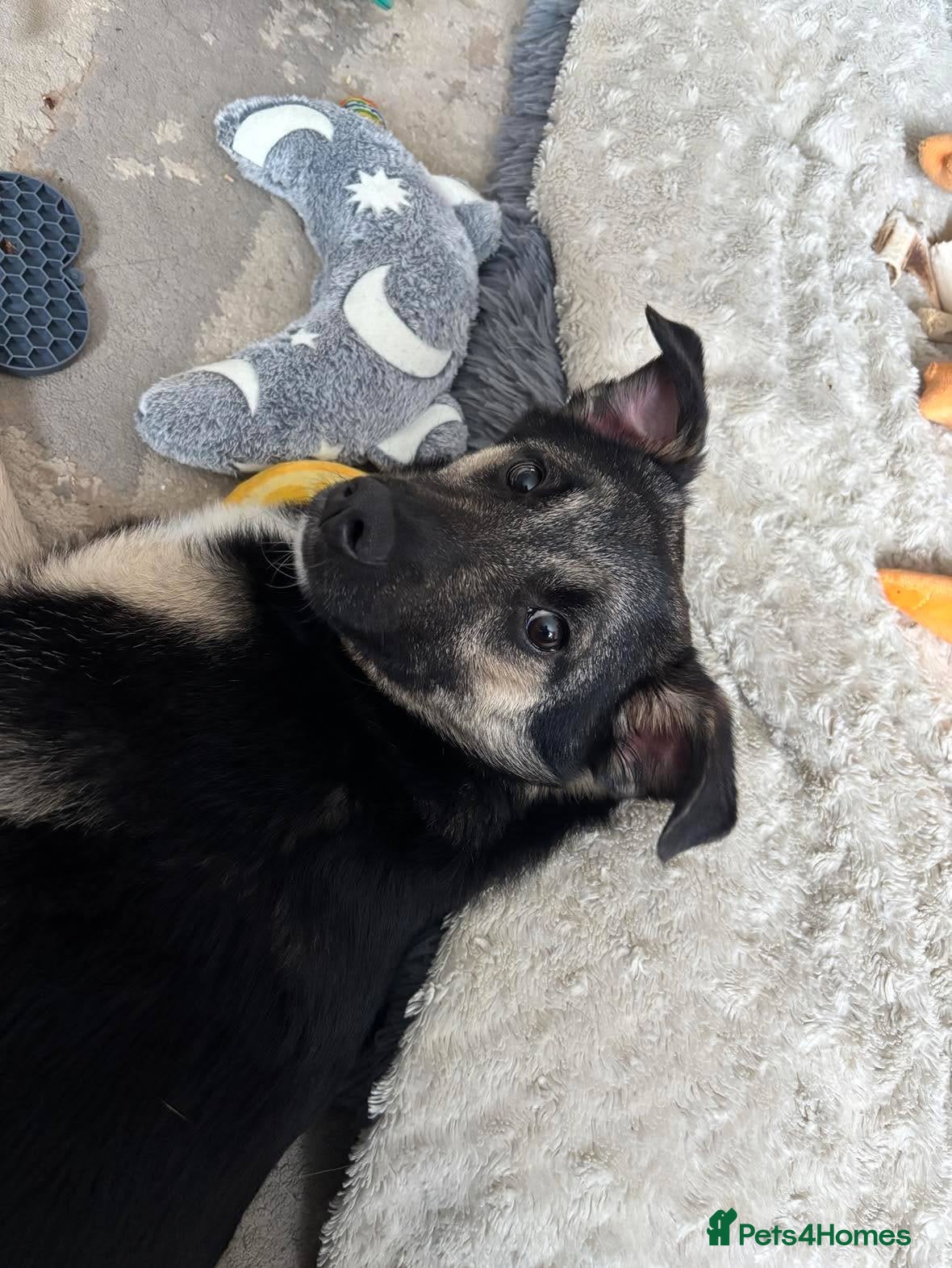 Mixed Breed dogs Rocky for adoption - Advert 1