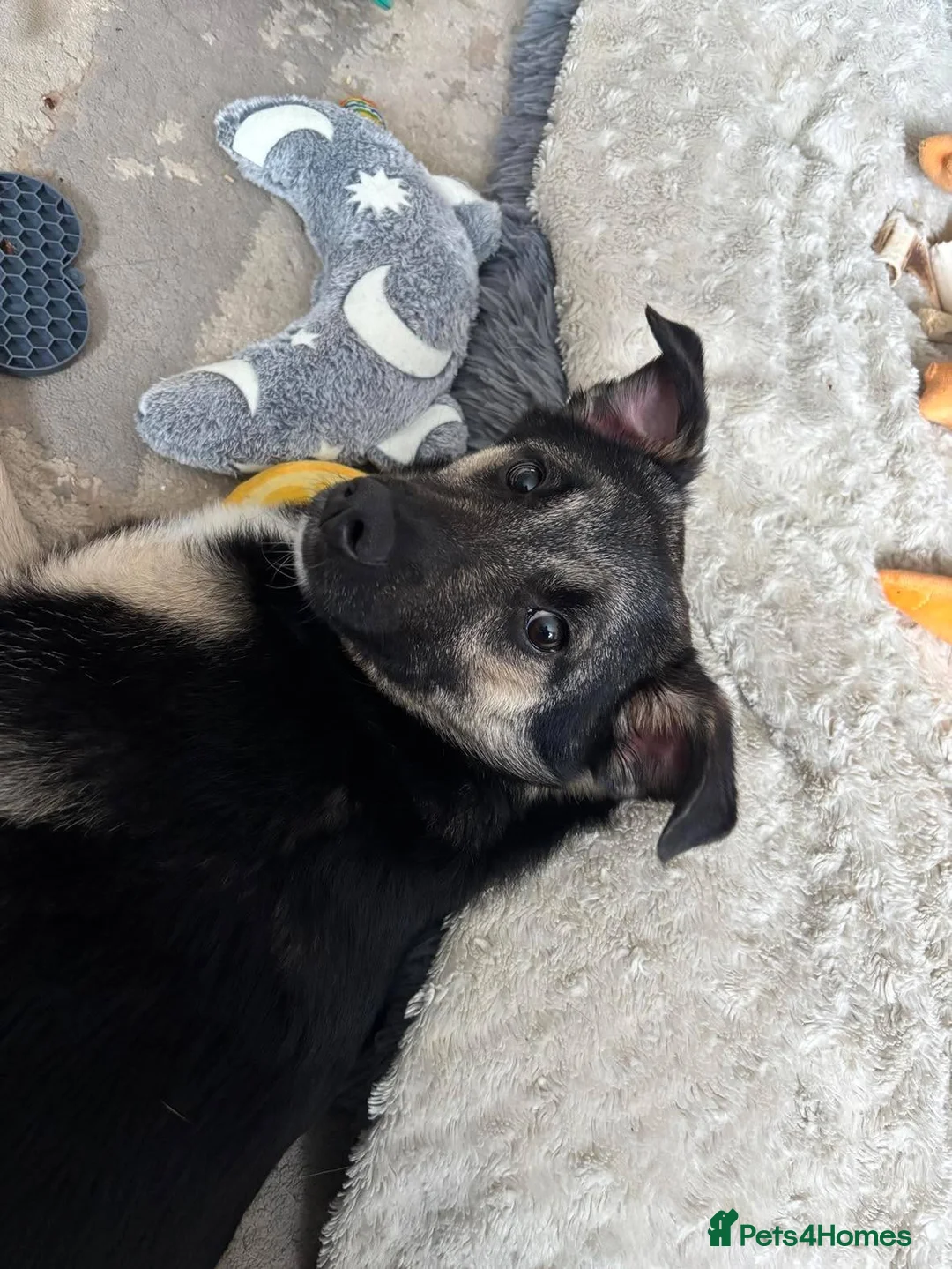 Mixed Breed dogs for adoption: Rocky for adoption in Hastings - Advert 1