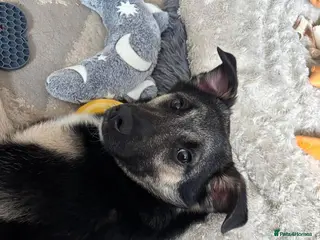 Mixed Breed dogs Rocky for adoption - Advert 1