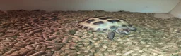 Tortoise reptiles for sale: 15-Month baby Female Horsefield Tortoise - Advert 6