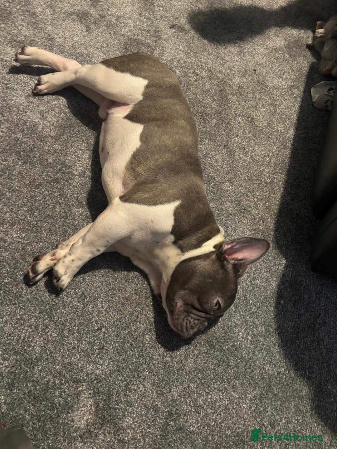 French Bulldog dogs for sale: Male French bulldog puppy  - Advert 2