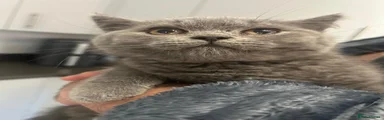 British Shorthair Kitten 1