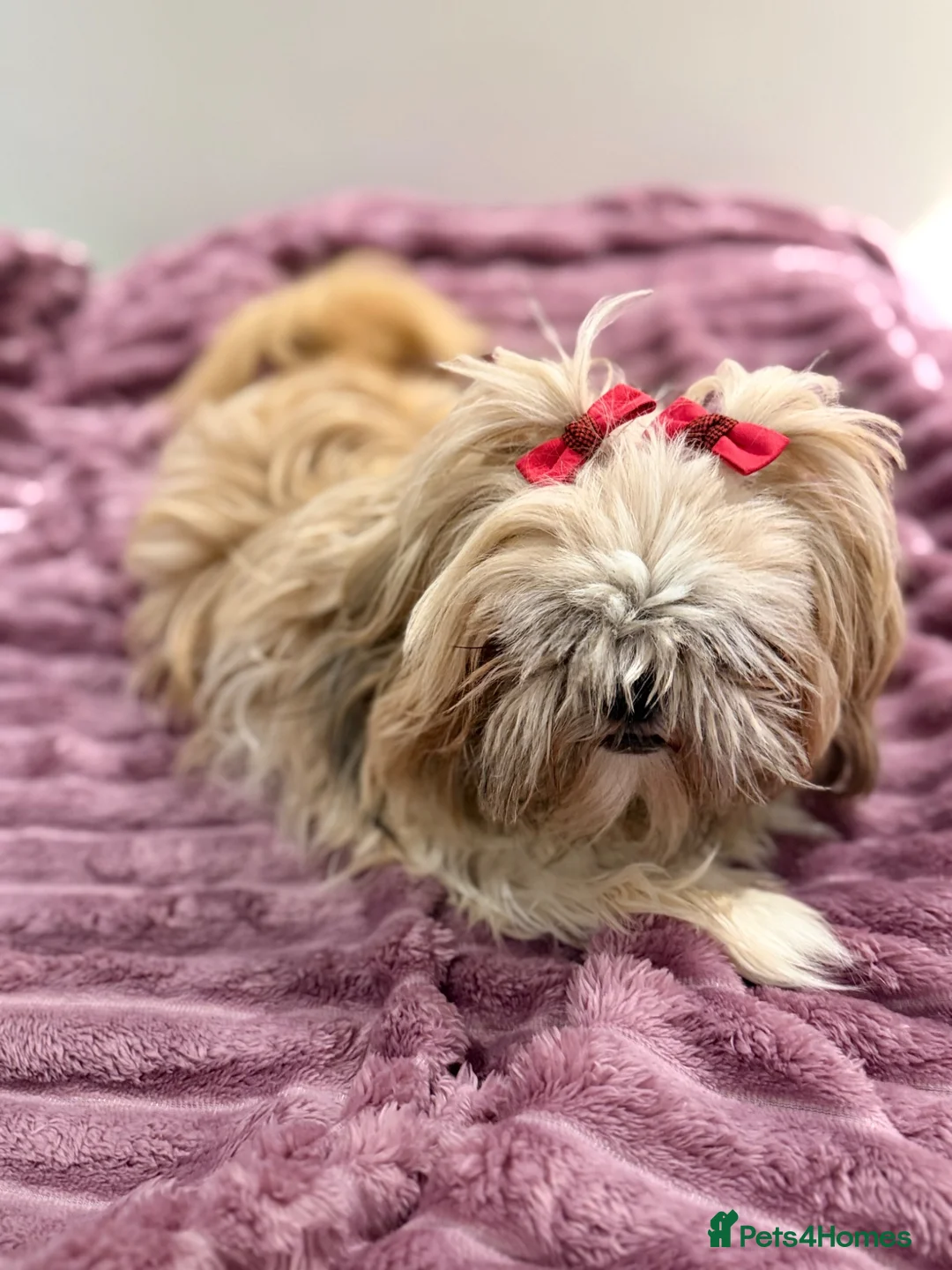 Shih Tzu dogs for sale:     Stunning ShihTzu Puppies Looking for Homes - Advert 8